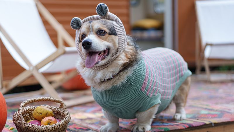 Одежда для собак: подбираем осенний гардероб