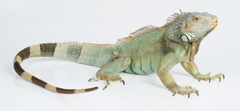 Игуана: содержание и уход в домашних условиях