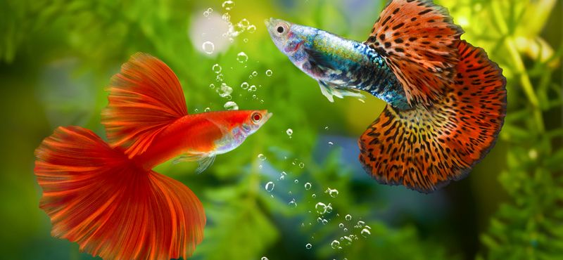 Как подготовиться к покупке аквариумных рыбок: уход и содержание