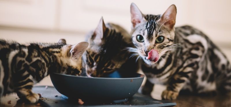 Новые сухие корма от Mealfeel: обзор