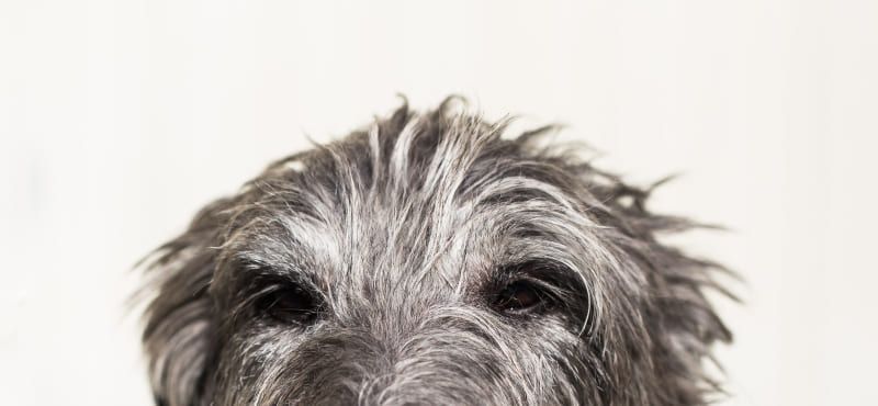 Дирхаунд – порода собак