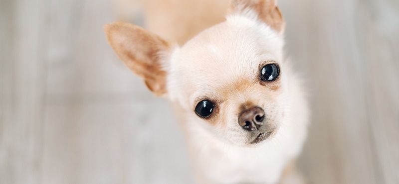 Чихуахуа - порода собак Чихуахуа - порода собак