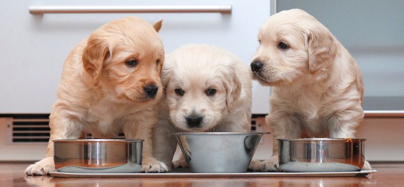 Что делать с щенком с улицы