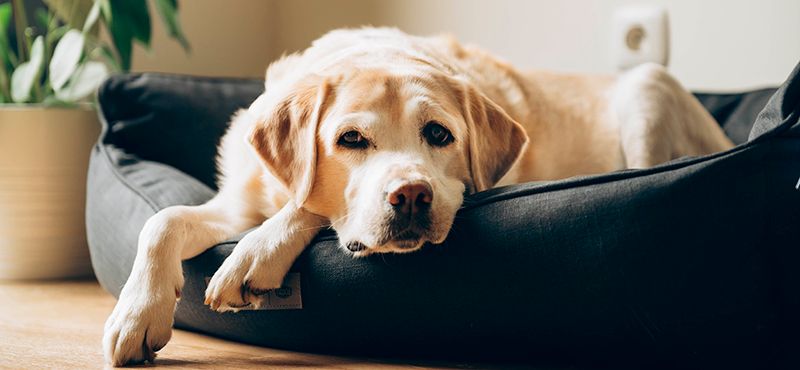 Фироко для собак – помощь при осеннем обострении