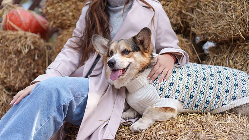Одежда для собак: подбираем осенний гардероб