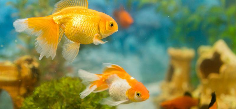 Как подготовиться к покупке аквариумных рыбок: уход и содержание