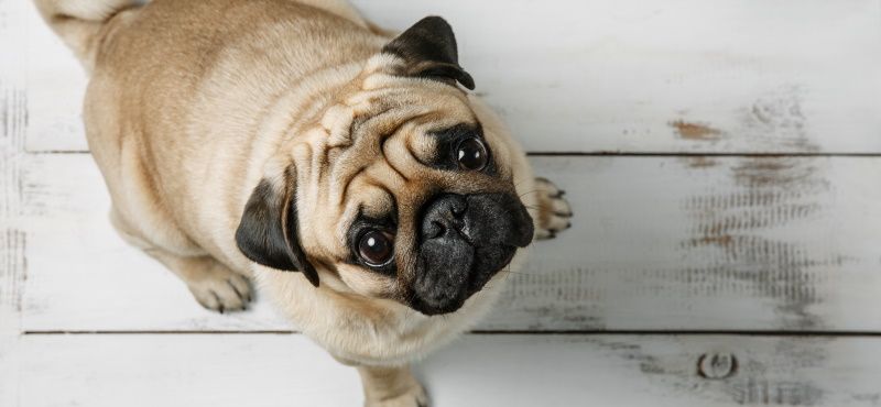 Мопс: особенности породы, характер, содержание