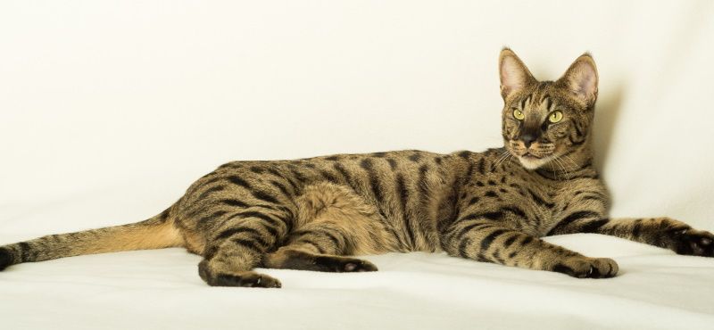 Саванна: описание породы, характер, как ухаживать