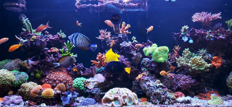 Как подготовиться к покупке аквариумных рыбок: уход и содержание