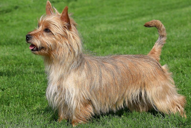 Австралийский терьер - порода собак