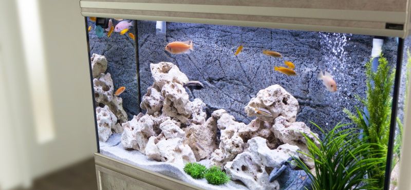 Советы начинающим аквариумистам