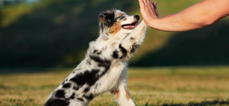 Аусси - австралийская овчарка
