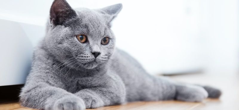 Гельминты у кошек и собак