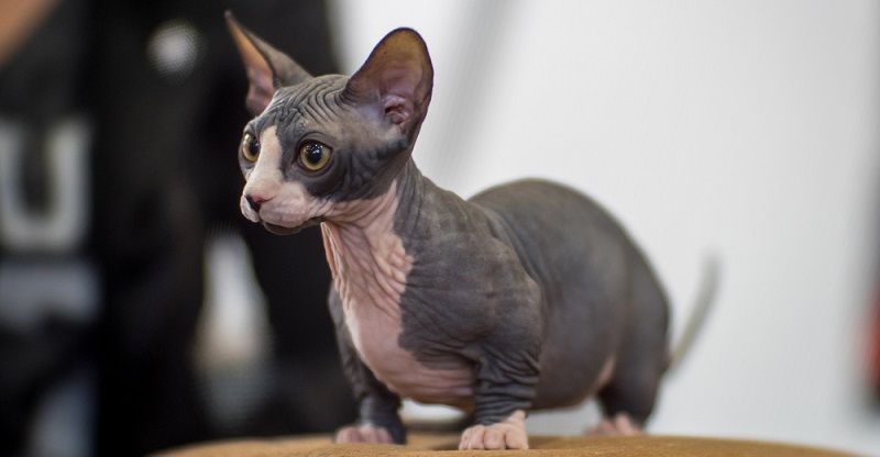 Бамбино – порода кошек