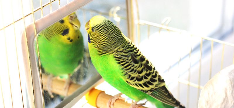 Основы питания волнистых попугаев