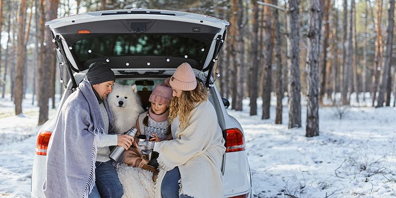 Как перевозить пожилого питомца