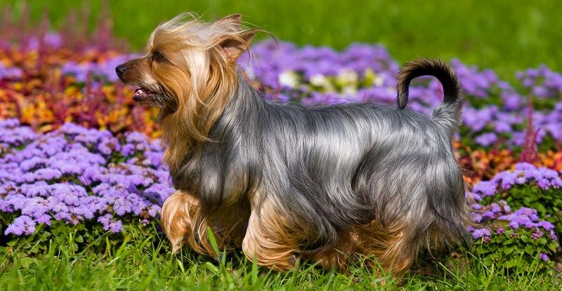 Австралийский терьер - порода собак