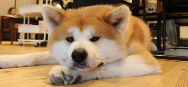 Акита ину - порода собак