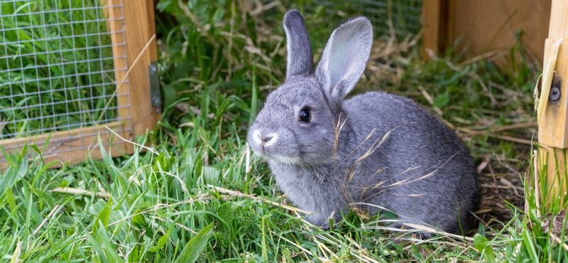 Обзор кроликов для содержания дома