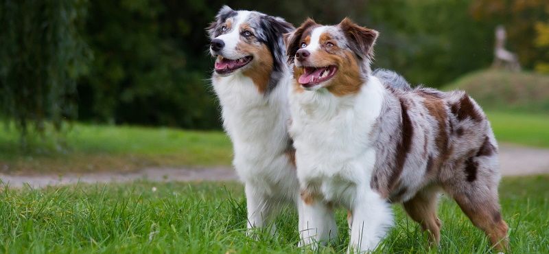 Аусси - австралийская овчарка