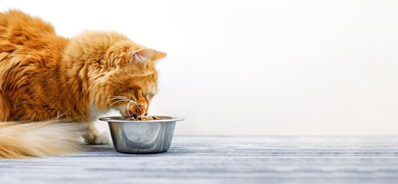 Корм Grandin для собак и кошек: мнение ветеринаров