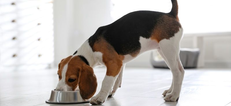 Корм Grandin для собак и кошек: мнение ветеринаров