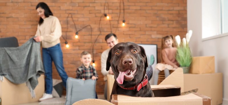 Как переехать с питомцем в новую квартиру