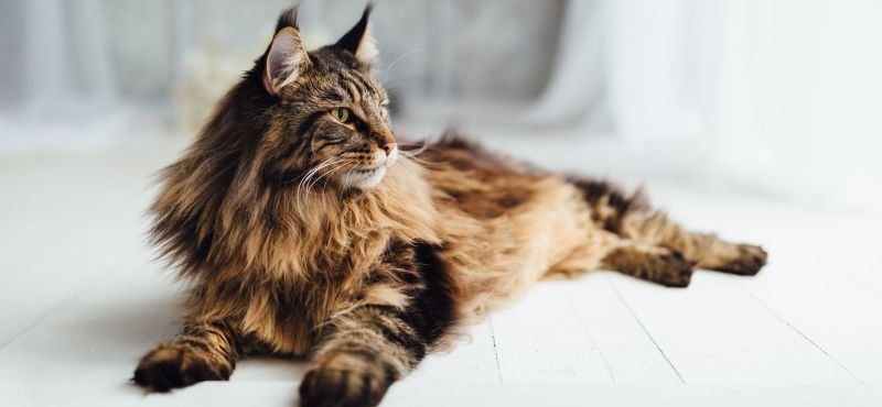 Мейн-кун – порода кошек