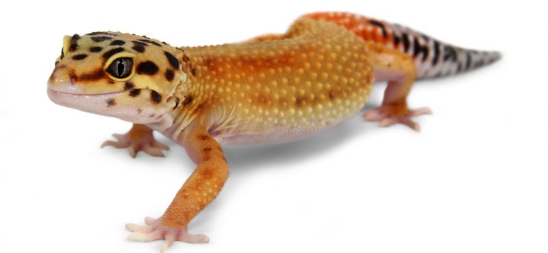 Первая рептилия: какую выбрать