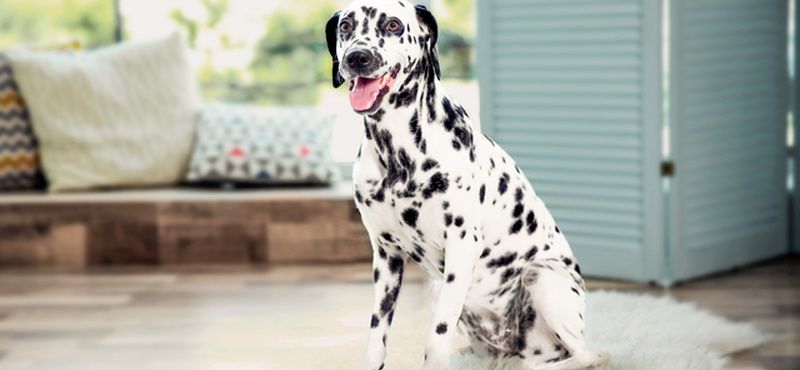 Профилактические визиты к ветеринарному врачу