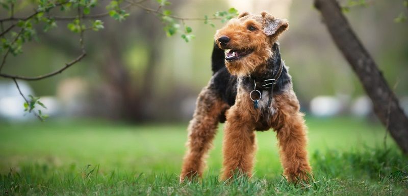 Вельштерьер и эрдельтерьер - отличия пород Вельштерьер и эрдельтерьер - отличия пород