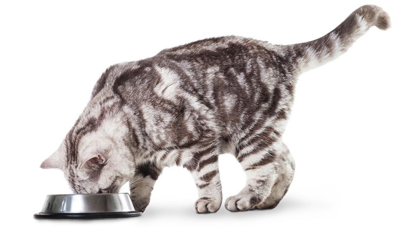 Корм для кошек Wellkiss: мнение ветеринаров