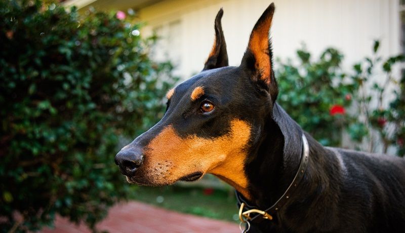 Доберман – порода собак