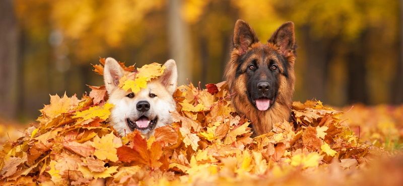 Как выбрать корм для собаки