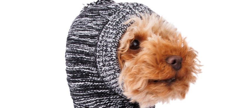 Шапки для собак от Rurri: подборка самых модных и удобных моделей