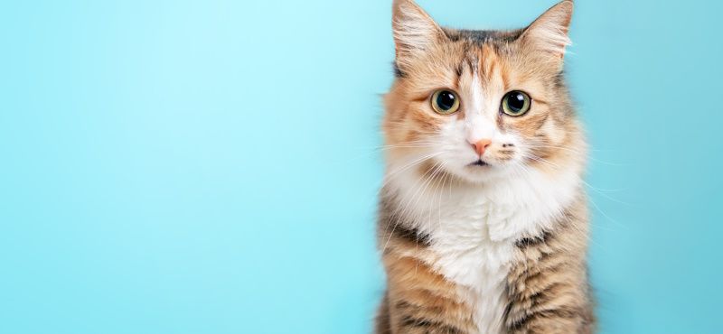 Какую породу кошки выбрать?