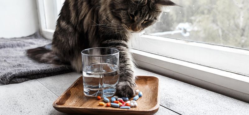 Иммунитет кошек: поддержание и повышение