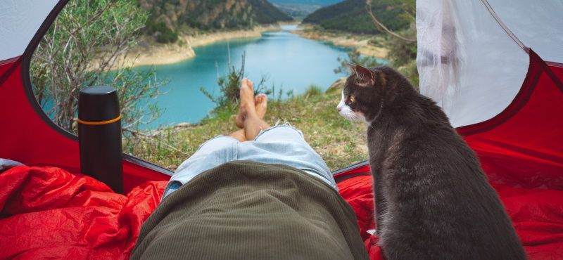 Как пойти в поход с кошкой