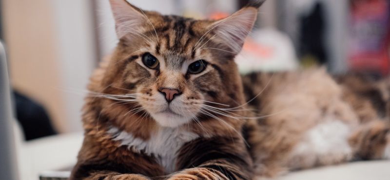 Мейн-кун – порода кошек