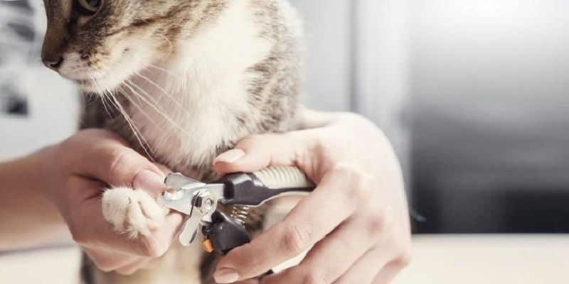 Маникюр для Мурки. Как правильно самим стричь когти кошкам