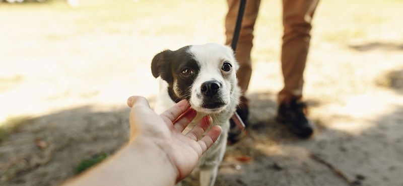 В каком приюте можно взять собаку?