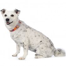 Ошейник оранжевый 20мм размер M