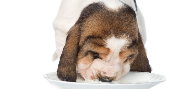 Молоко для собак: советы