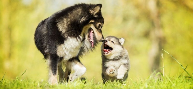 Как ухаживать за беременной собакой?