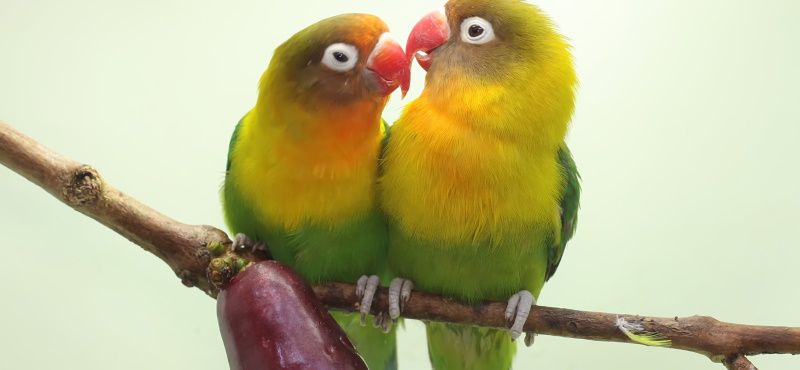 Неразлучник Неразлучник