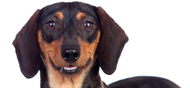 Такса: особенности породы, характер, содержание