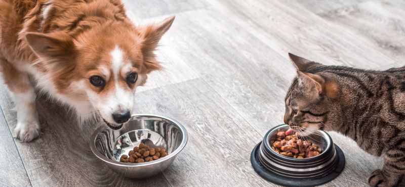 Как правильно читать упаковку корма для собаки или кошки