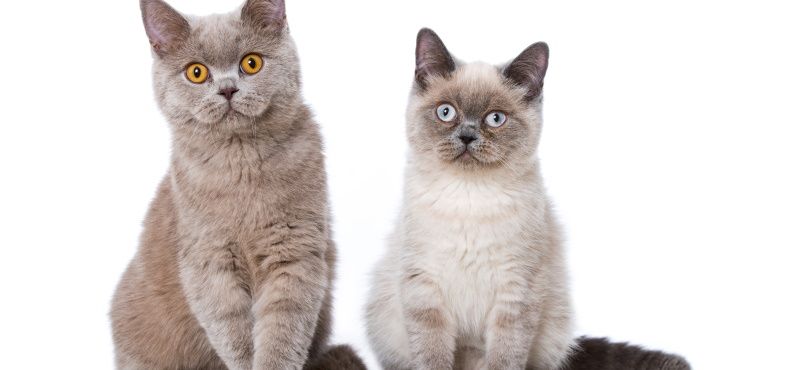 Как содержать несколько кошек вместе в одной квартире