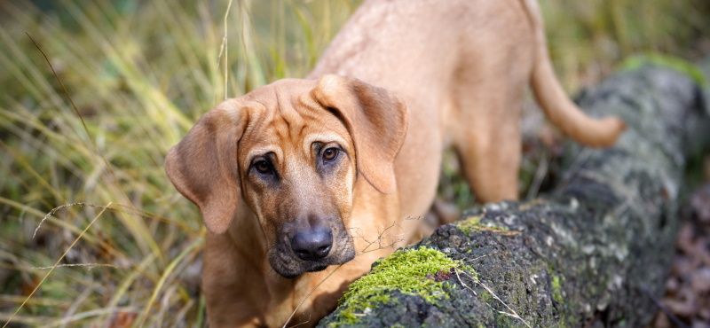 Брохольмер - порода собак Брохольмер - порода собак