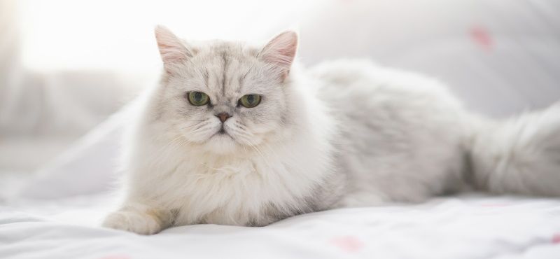 Лучшие породы кошек для детей